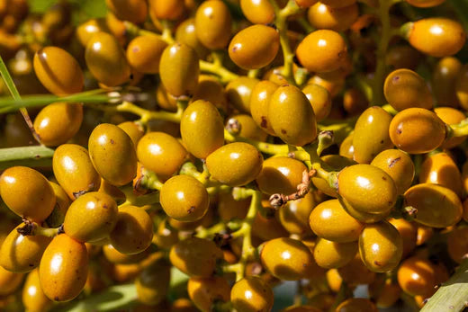 Argan Oil: A Natural Wonder for Skin and Hair Care